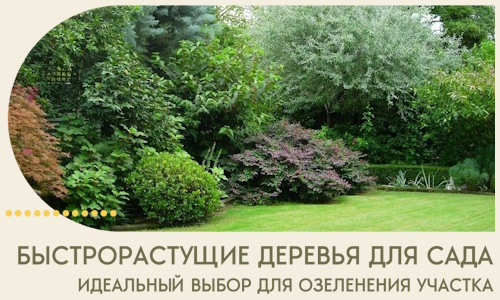 Быстрорастущие деревья для сада идеальный выбор в Серпухове