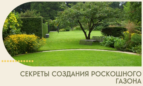 Секреты создания роскошного газона в Серпухове